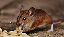 24 Hour & Emergency Exterminators in Sargentville, ME